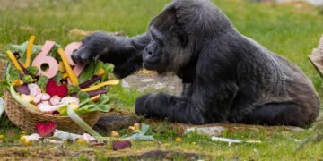 Fatou alcanza los 69 años, un hito en la longevidad animal