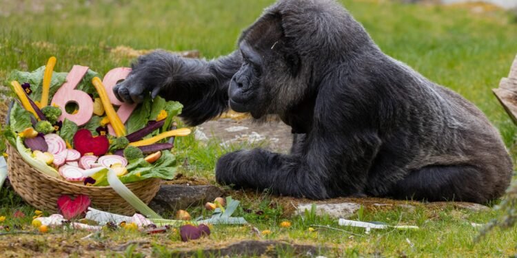 Fatou alcanza los 69 años, un hito en la longevidad animal