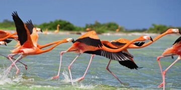 Comité ciudadano restringe tránsito en zona de anidación de flamencos