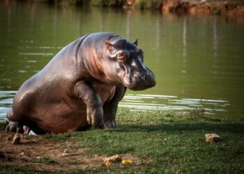 ¡Final feliz! Evitan la eutanasia hipopótamos de Escobar en Colombia
