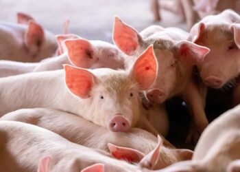 Semarnat, Profepa y SDS pondrán bajo control la industria porcina