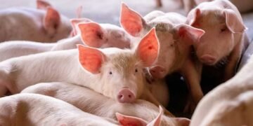 Semarnat, Profepa y SDS pondrán bajo control la industria porcina