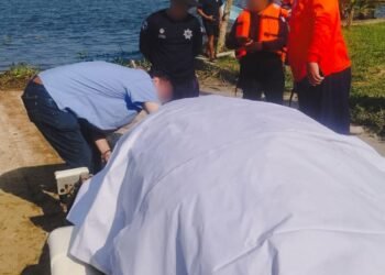 Manatí muere en Veracruz; estas son las causas tras hallazgo