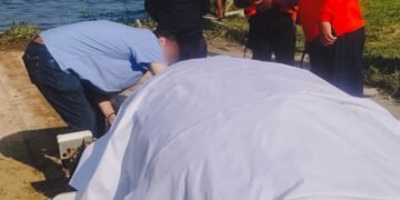 Manatí muere en Veracruz; estas son las causas tras hallazgo