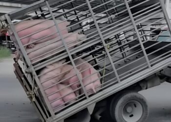¿Habías visto algo así? Un camión se partió en dos y dejó cerdos en la vía
