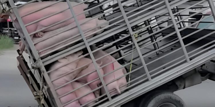 ¿Habías visto algo así? Un camión se partió en dos y dejó cerdos en la vía