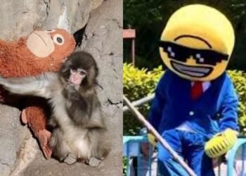 ¡Con Punch no! Turistas desatan furia en Japón por invadir su jaula. Esto pasó
