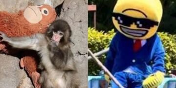¡Con Punch no! Turistas desatan furia en Japón por invadir su jaula. Esto pasó