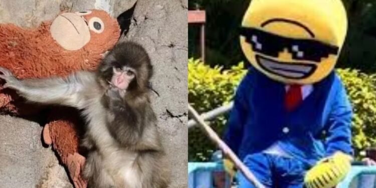 ¡Con Punch no! Turistas desatan furia en Japón por invadir su jaula. Esto pasó