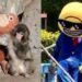 ¡Con Punch no! Turistas desatan furia en Japón por invadir su jaula. Esto pasó