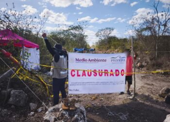 ¿Quién devastó la selva de Umán? Profepa frena desmonte ilegal
