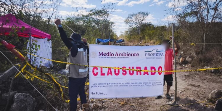 ¿Quién devastó la selva de Umán? Profepa frena desmonte ilegal