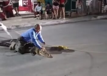 ¡Un lomito se viste de héroe! Alerta a su familia que un cocodrilo entro a casa