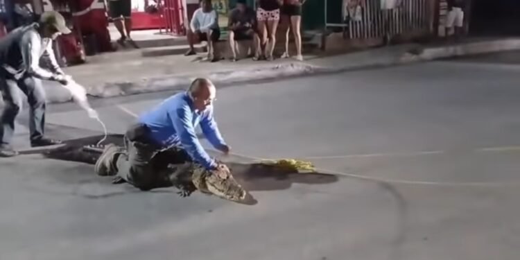 ¡Un lomito se viste de héroe! Alerta a su familia que un cocodrilo entro a casa