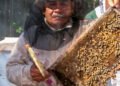 Miel mexicana rompe récord en 2025; alcanza su mejor nivel en cinco años