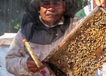 Miel mexicana rompe récord en 2025; alcanza su mejor nivel en cinco años