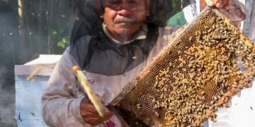 Miel mexicana rompe récord en 2025; alcanza su mejor nivel en cinco años