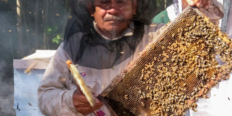 Miel mexicana rompe récord en 2025; alcanza su mejor nivel en cinco años