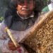 Miel mexicana rompe récord en 2025; alcanza su mejor nivel en cinco años