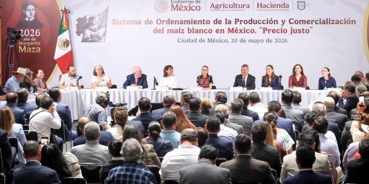Compras anticipadas y protección al campo; así será el nuevo acuerdo para el maíz