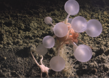 ¿Qué se esconde bajo el mar? Descubren más de mil especies nuevas en una exploración histórica