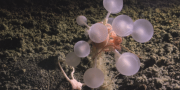 ¿Qué se esconde bajo el mar? Descubren más de mil especies nuevas en una exploración histórica