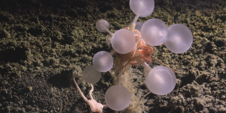 ¿Qué se esconde bajo el mar? Descubren más de mil especies nuevas en una exploración histórica