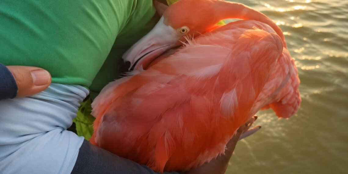Rescatan a un flamingo en Yucatán; activistas logran ponerlo a salvo