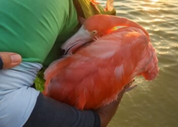 Rescatan a un flamingo en Yucatán; activistas logran ponerlo a salvo