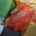Rescatan a un flamingo en Yucatán; activistas logran ponerlo a salvo