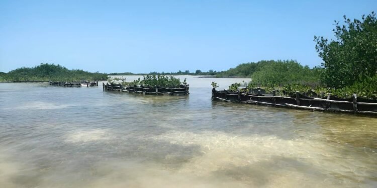 ¿Puede un pequeño puerto salvar la costa yucateca? Chabihau ya dio el primer paso