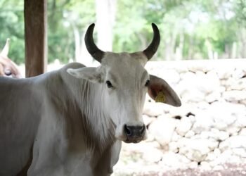 Nuevo empuje al ganado en Yucatán; así buscan mejorar la producción