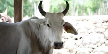 Nuevo empuje al ganado en Yucatán; así buscan mejorar la producción