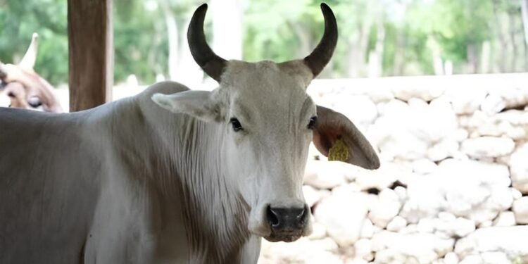 Nuevo empuje al ganado en Yucatán; así buscan mejorar la producción