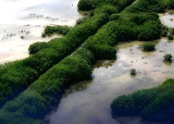 ¿Por qué Sisal es modelo de resiliencia? Recuperó 40 hectáreas de manglar 