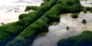 ¿Por qué Sisal es modelo de resiliencia? Recuperó 40 hectáreas de manglar 