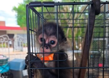 Yucatán bajo alerta ambiental: rescatan especies protegidas del mercado negro