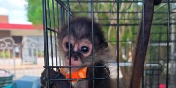 Yucatán bajo alerta ambiental: rescatan especies protegidas del mercado negro