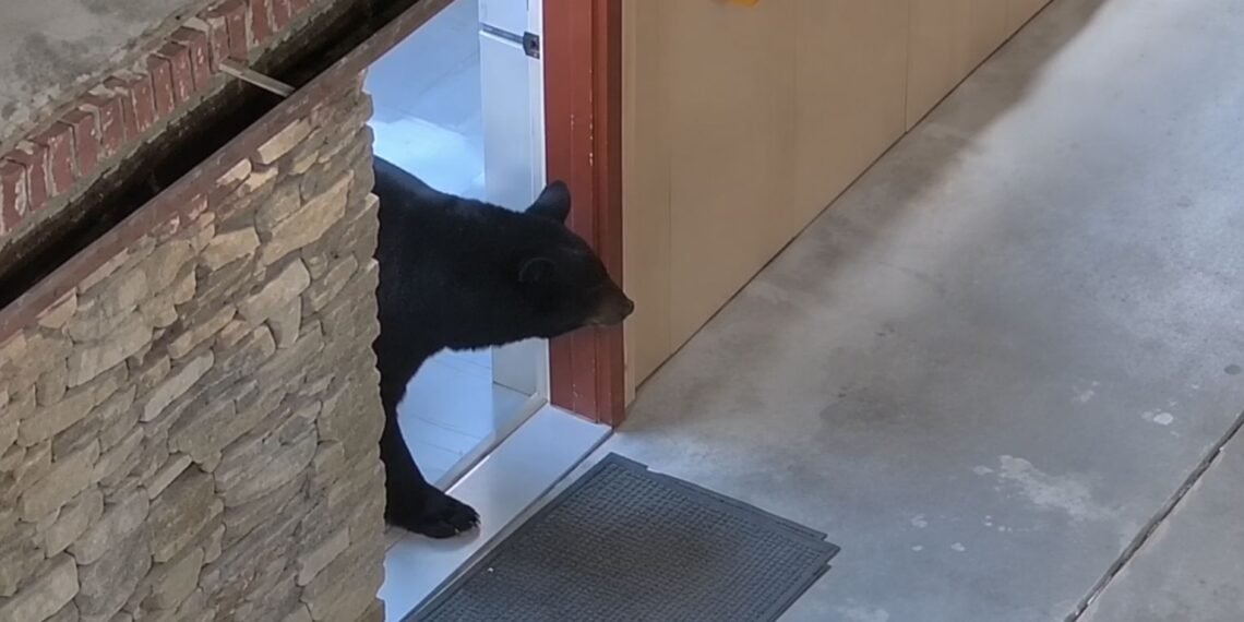 ¿Te imaginas abrir esa puerta? Oso negro sorprende a policías en baño de hotel de EU
