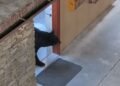 ¿Te imaginas abrir esa puerta? Oso negro sorprende a policías en baño de hotel de EU