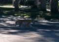 ¿Un tigre como vecino? Cachorro aparece en calles de Zapopan y desata alerta