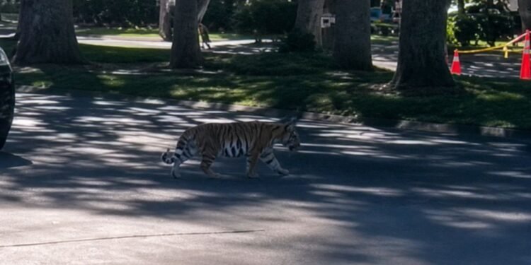 ¿Un tigre como vecino? Cachorro aparece en calles de Zapopan y desata alerta