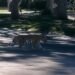 ¿Un tigre como vecino? Cachorro aparece en calles de Zapopan y desata alerta