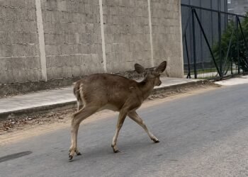 De la selva al asfalto: Venado huye entre casas y autos en las calles de Umán