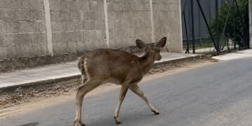 De la selva al asfalto: Venado huye entre casas y autos en las calles de Umán