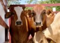 El calor aprieta al campo y al ganado. Esto harán para protegerlo