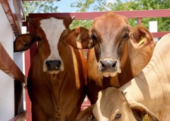 El calor aprieta al campo y al ganado. Esto harán para protegerlo