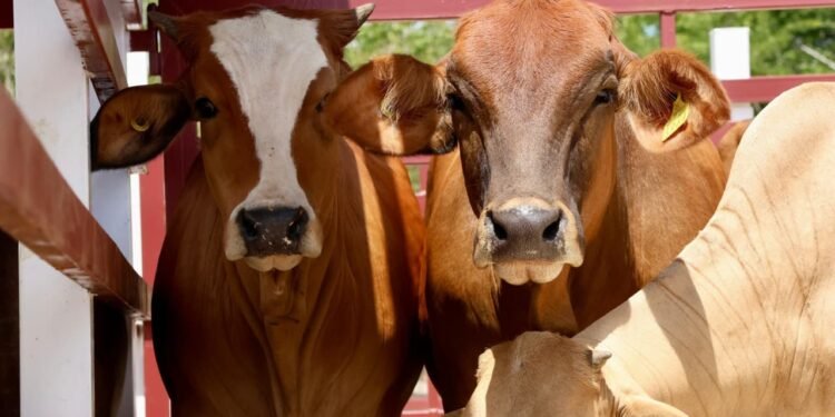 El calor aprieta al campo y al ganado. Esto harán para protegerlo