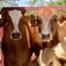 El calor aprieta al campo y al ganado. Esto harán para protegerlo