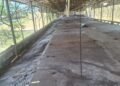 ¡Cae gigante porcícola! Multa millonaria y clausura total de Profepa a esta granja
